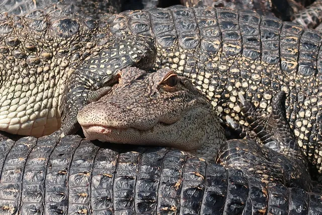 CrocoFood